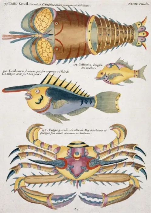 Framed Print : Colourful illustration of two fish, a crab and a crayfish Framed Print : Colourful illustration of two fish, a crab and a crayfish