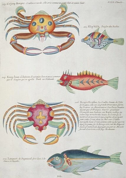 Colourful illustration of three fish and two crabs