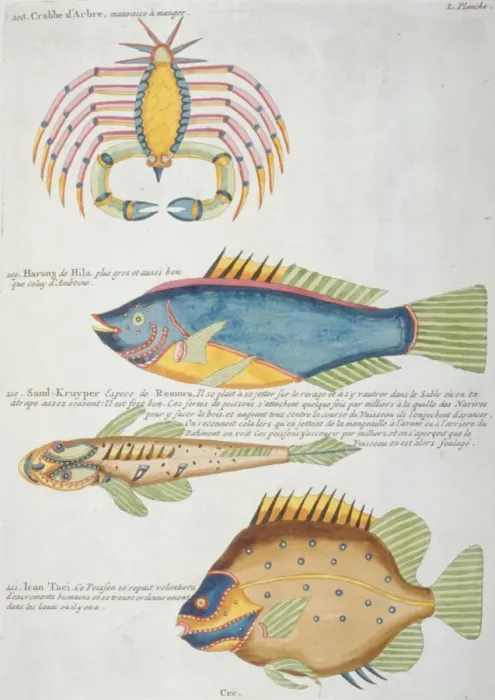 Framed Print : Colourful illustration of three fish and a crabs Framed Print : Colourful illustration of three fish and a crabs