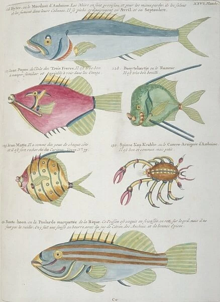 Colourful illustration of five fish and a crustacean