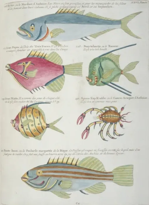 Framed Print : Colourful illustration of five fish and a crustacean Framed Print : Colourful illustration of five fish and a crustacean