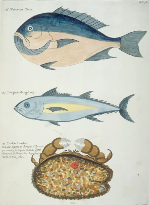 Framed Print : Colourful illustration of two fish and a crustacean Framed Print : Colourful illustration of two fish and a crustacean