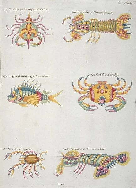 Colourful illustration of a fish and five crustaceans