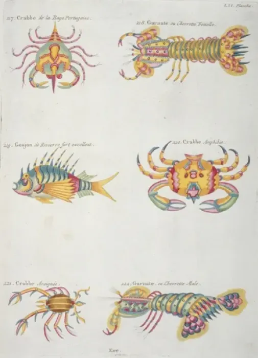 Framed Print : Colourful illustration of a fish and five crustaceans Framed Print : Colourful illustration of a fish and five crustaceans