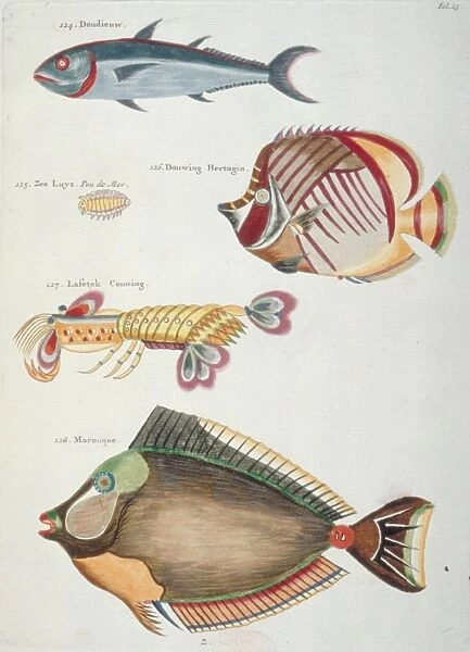 Colourful illustration of three fish and two crustaceans