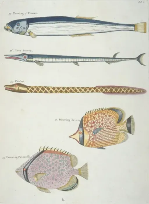 Framed Print : Colourful illustration of four fish and an eel Framed Print : Colourful illustration of four fish and an eel