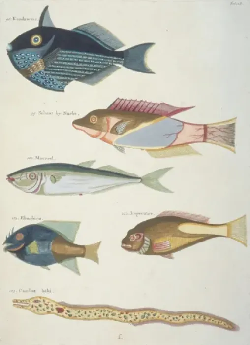 Framed Print : Colourful illustration of four fish and an eel Framed Print : Colourful illustration of four fish and an eel