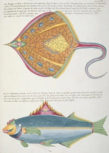 Colourful illustration of a fish and a ray