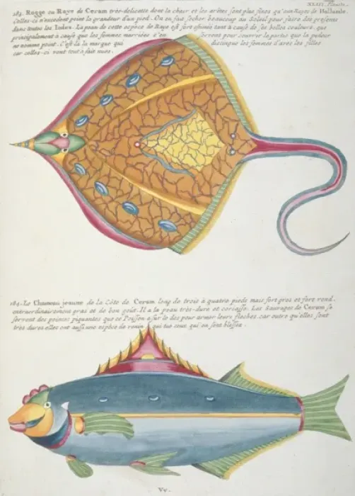 Framed Print : Colourful illustration of a fish and a ray Framed Print : Colourful illustration of a fish and a ray