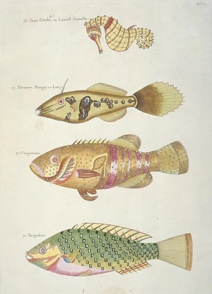 Colourful illustration of three fish and a seahorse