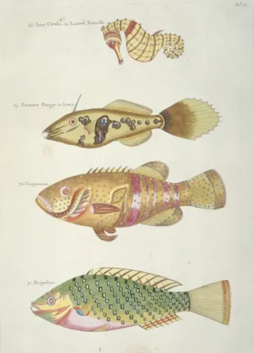 Framed Print : Colourful illustration of three fish and a seahorse
