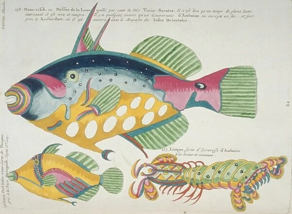 Colourful illustration of two fish and a stomatopod