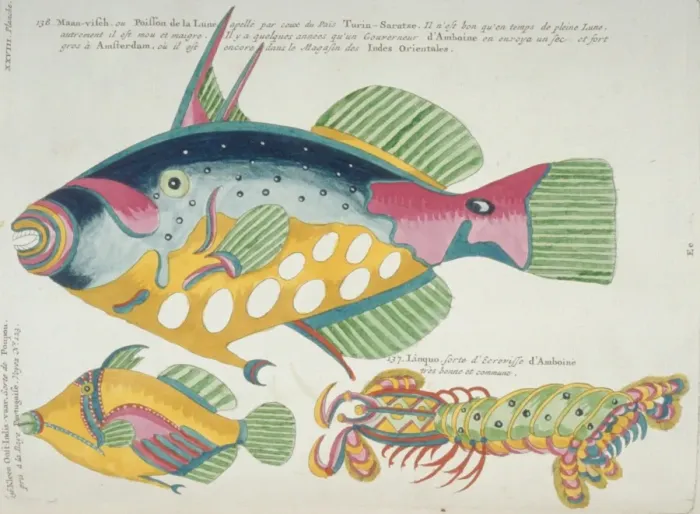 Framed Print : Colourful illustration of two fish and a stomatopod Framed Print : Colourful illustration of two fish and a stomatopod