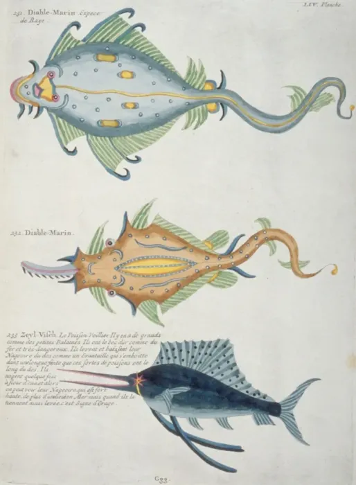 Framed Print : Colourful illustration of Makaira nigricans, blue marlin Framed Print : Colourful illustration of Makaira nigricans, blue marlin