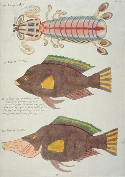 Colourful illustration of of two fish and a crustacean