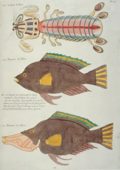 Framed Print : Colourful illustration of of two fish and a crustacean Framed Print : Colourful illustration of of two fish and a crustacean