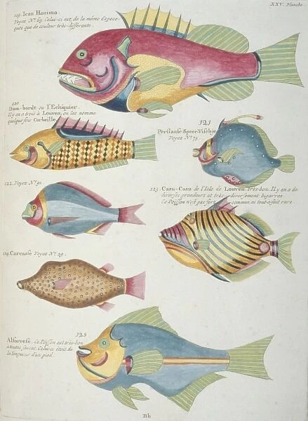 Colourful illustration of seven fish