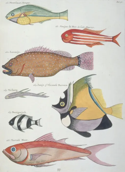 Framed Print : Colourful illustration of seven fish Framed Print : Colourful illustration of seven fish