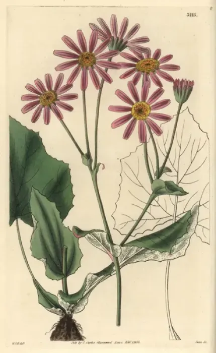 Framed Print : Colts foot cineraria, Cineraria tussilaginis Framed Print : Colts foot cineraria, Cineraria tussilaginis