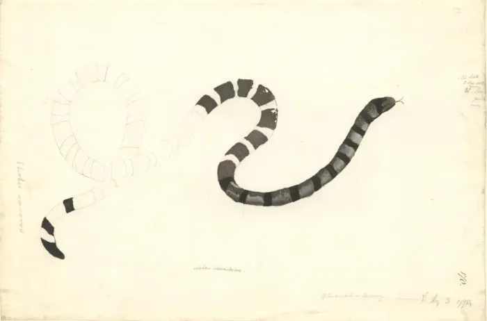 Framed Print : Coluber laticaudatus, colubrine amphibious sea snake Framed Print : Coluber laticaudatus, colubrine amphibious sea snake