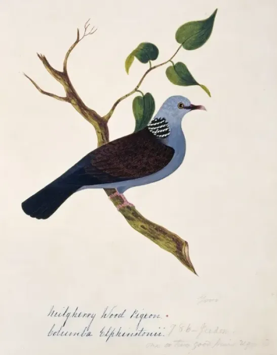 Framed Print : Columba elphinstonii, Nilgiri woodpigeon Framed Print : Columba elphinstonii, Nilgiri woodpigeon