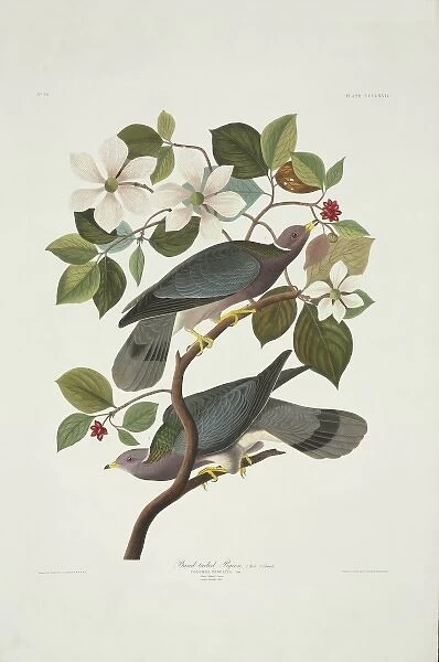 Columba fasciata, band-tailed pigeon