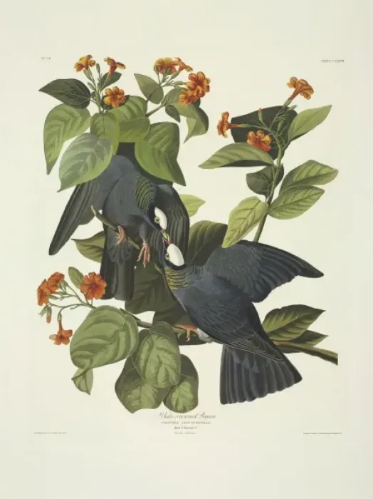 Framed Print : Columba leucocephala, white-crowned pigeon Framed Print : Columba leucocephala, white-crowned pigeon