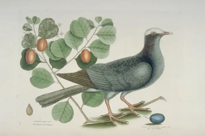 Framed Print : Columba leucocephala, white-crowned pigeon Framed Print : Columba leucocephala, white-crowned pigeon