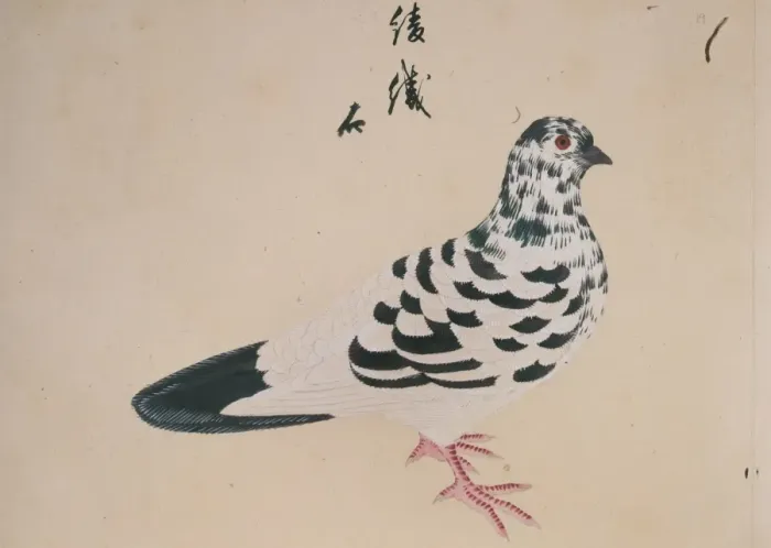 Framed Print : Columba livia, domestic pigeon
