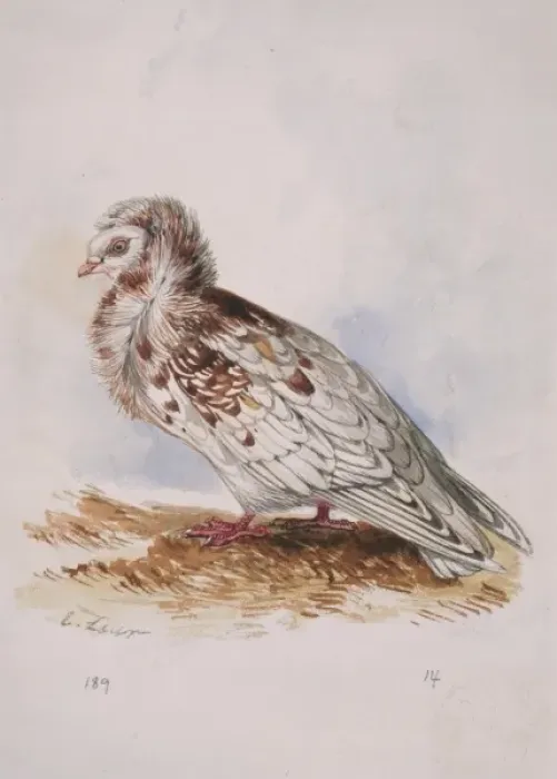 Framed Print : Columba livia, Jjacobine pigeon (domestic) Framed Print : Columba livia, Jjacobine pigeon (domestic)