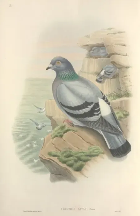 Framed Print : Columba livia, rock dove Framed Print : Columba livia, rock dove