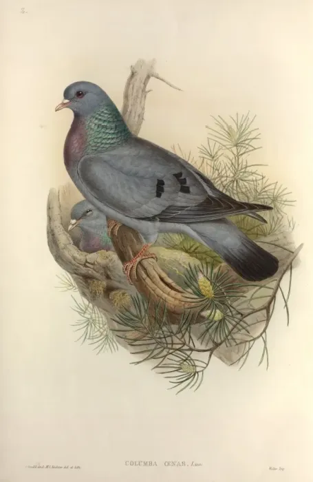 Framed Print : Columba oenas, stock dove Framed Print : Columba oenas, stock dove
