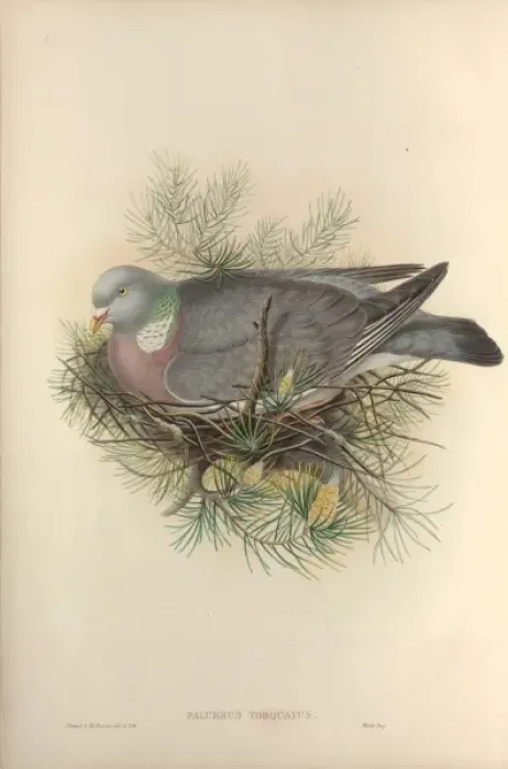 Framed Print : Columba palumbus, woodpigeon Framed Print : Columba palumbus, woodpigeon