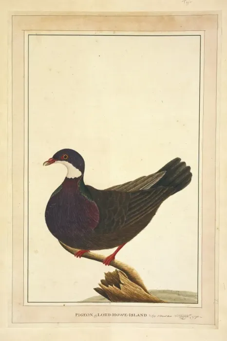 Framed Print : Columba vitiensis, white-throated pigeon Framed Print : Columba vitiensis, white-throated pigeon