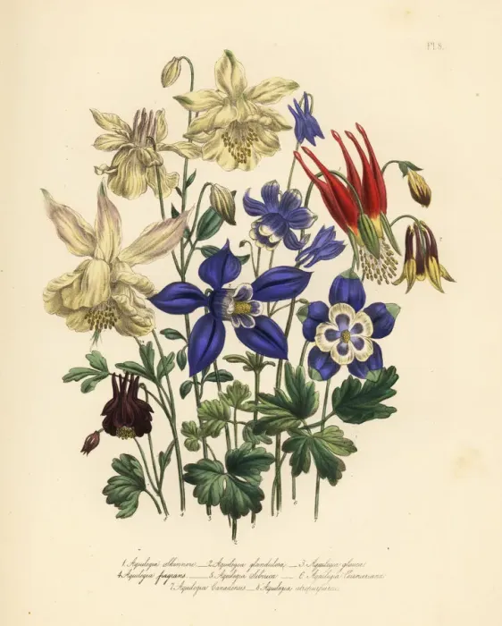 Framed Print : Columbine or Aquliegia species Framed Print : Columbine or Aquliegia species