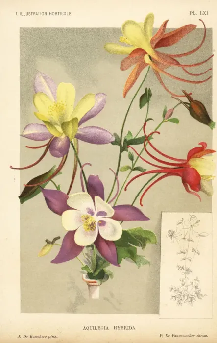 Framed Print : Columbine hybrids raised from Aquilegia glandulosa Framed Print : Columbine hybrids raised from Aquilegia glandulosa