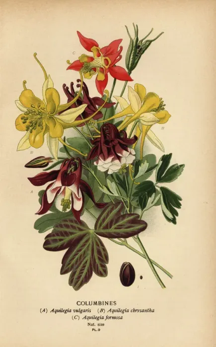 Framed Print : Columbines, Aquilegia species Framed Print : Columbines, Aquilegia species