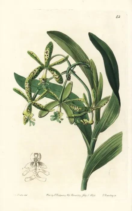 Framed Print : Comb epidendrum orchid, Epidendrum cristatum Framed Print : Comb epidendrum orchid, Epidendrum cristatum