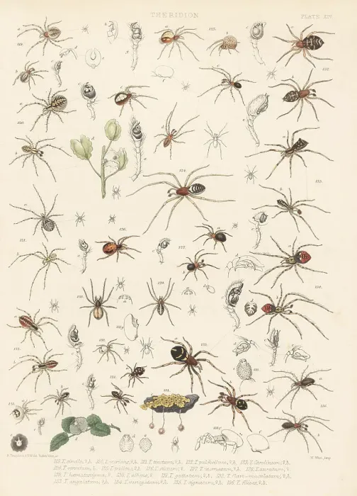 Framed Print : Comb-footed spider and cobweb spiders Framed Print : Comb-footed spider and cobweb spiders