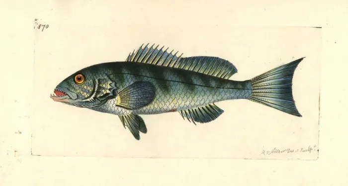 Framed Print : Comber, Serranus cabrilla Framed Print : Comber, Serranus cabrilla