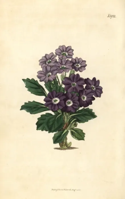 Framed Print : Comely auricula, Primula decora Framed Print : Comely auricula, Primula decora