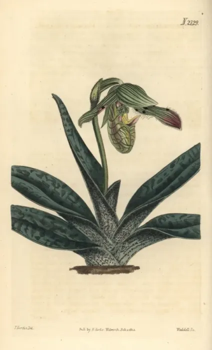 Framed Print : Comely ladys slipper, Cypripedium venustum Framed Print : Comely ladys slipper, Cypripedium venustum