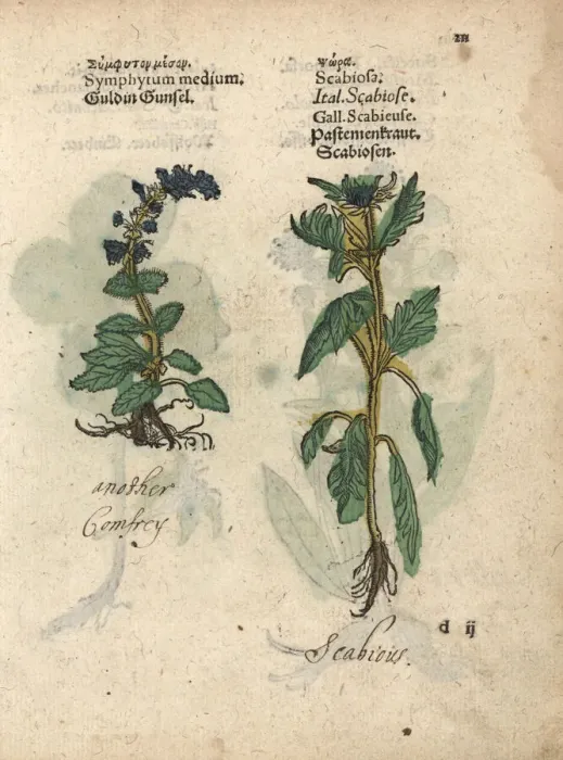Framed Print : Comfrey species, Symphytum officinale Framed Print : Comfrey species, Symphytum officinale