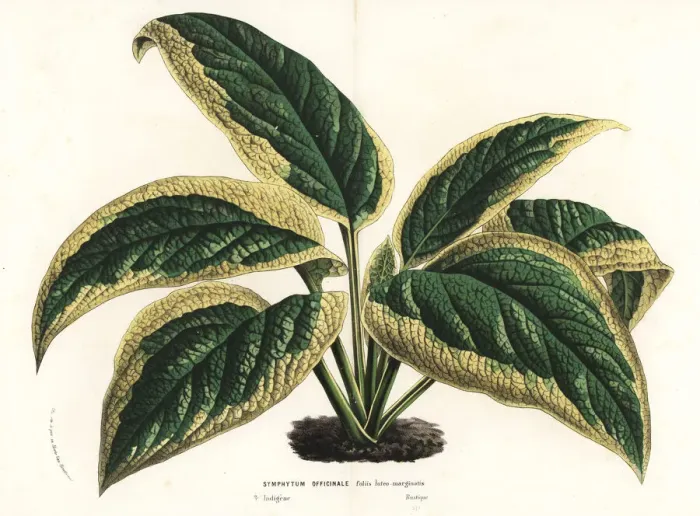 Framed Print : Comfrey, Symphytum officinale Framed Print : Comfrey, Symphytum officinale