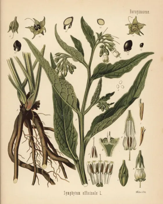 Framed Print : Comfrey, Symphytum officinale Framed Print : Comfrey, Symphytum officinale