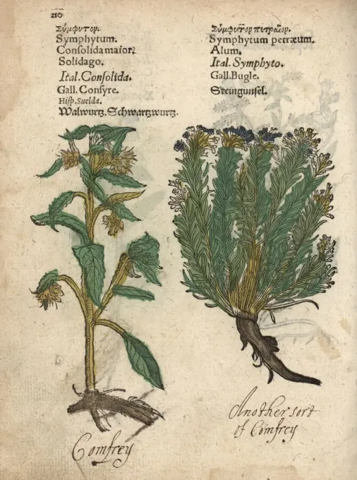 Framed Print : Comfrey, Symphytum officinale, and savory Framed Print : Comfrey, Symphytum officinale, and savory