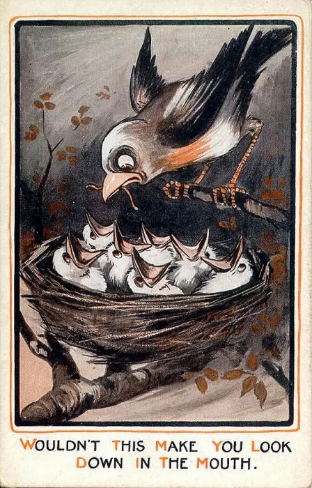 Framed Print : Comic postcard, Bird brings worm to hungry chicks in the nest Date: early 20th century Framed Print : Comic postcard, Bird brings worm to hungry chicks in the nest Date: early 20th century