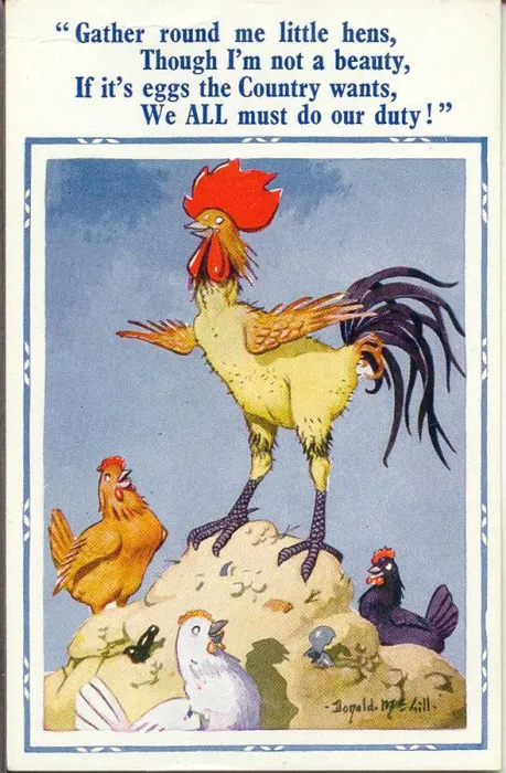 Framed Print : Comic postcard, Cockerel and hens, egg production, WW2 Date: 1940s Framed Print : Comic postcard, Cockerel and hens, egg production, WW2 Date: 1940s