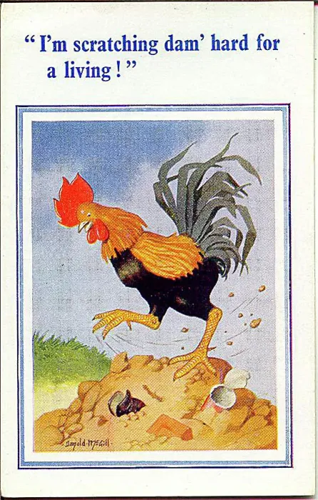 : Comic postcard, Cockerel scratching for a living Date: 20th century : Comic postcard, Cockerel scratching for a living Date: 20th century