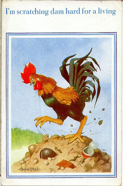 Comic postcard, Cockerel scratching for a living Date: 20th century